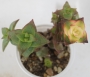 Сукуленти красула микс (Succulents crassula mix)
