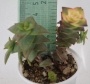 Сукуленти красула микс (Succulents crassula mix)