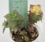 Сукуленти красула микс (Succulents crassula mix)