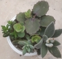 Сукуленти микс 4-5 вида (Succulents mix)