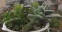 Сукуленти микс 4-5 вида (Succulents mix)