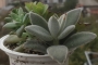 Сукуленти микс 4-5 вида (Succulents mix)