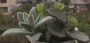 Сукуленти микс 4-5 вида (Succulents mix)