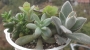 Сукуленти микс 4-5 вида (Succulents mix)