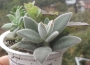 Сукуленти микс 4-5 вида (Succulents mix)