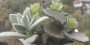 Сукуленти микс 4-5 вида (Succulents mix)