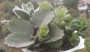 Сукуленти микс 4-5 вида (Succulents mix)
