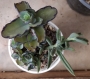 Сукуленти микс (Succulents mix)