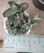 Сукуленти микс (Succulents mix)