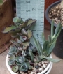 Сукуленти микс (Succulents mix)