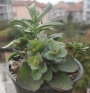 Сукуленти микс (Succulents mix)