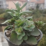 Сукуленти микс (Succulents mix)