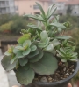 Сукуленти микс (Succulents mix)