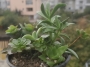 Сукуленти микс (Succulents mix)