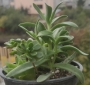 Сукуленти микс (Succulents mix)