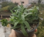 Сукуленти микс (Succulents mix)