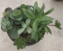 Сукуленти микс (Succulents mix)
