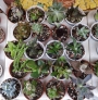 Сукуленти микс (Succulents mix)