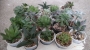 Сукуленти микс (Succulents mix)
