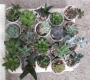 Сукуленти микс (Succulents mix)