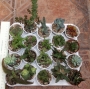 Сукуленти микс (Succulents mix)