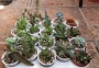 Сукуленти микс (Succulents mix)