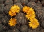 Сулкоребуция (Sulcorebutia arenaceae)