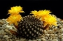 Сулкоребуция (Sulcorebutia arenaceae)