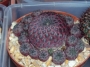 Сулкоребуция (Sulcorebutia rauschii)