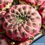 Сулкоребуция (Sulcorebutia rauschii)