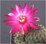 Сулкоребуция (Sulcorebutia rauschii)