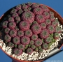 Сулкоребуция (Sulcorebutia rauschii)