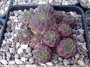Сулкоребуция (Sulcorebutia rauschii)