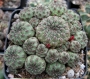 Сулкоребуция (Sulcorebutia rauschii)