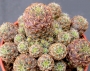 Сулкуребуция (Sulcorebutia taratensis var. minima)