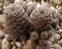 Сулкуребуция (Sulcorebutia taratensis var. minima)