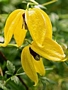 Клематис, жълт (Clematis)