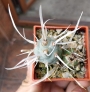 Тефрокактус Книжен кактус (Tephrocactus articulatus var. papyracanthus)