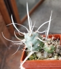 Тефрокактус Книжен кактус (Tephrocactus articulatus var. papyracanthus)