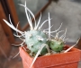 Тефрокактус Книжен кактус (Tephrocactus articulatus var. papyracanthus)