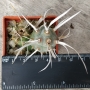 Тефрокактус Книжен кактус (Tephrocactus articulatus var. papyracanthus)