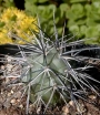 Тефрокактус (Tephrocactus alexanderi)