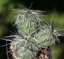 Тефрокактус (Tephrocactus alexanderi)