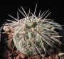 Тефрокактус (Tephrocactus alexanderi)
