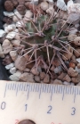 Тефрокактус (Tephrocactus alexanderi)