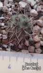 Тефрокактус (Tephrocactus alexanderi)