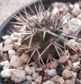Тефрокактус (Tephrocactus alexanderi)
