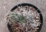 Тефрокактус (Tephrocactus alexanderi)