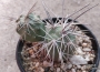 Тефрокактус (Tephrocactus alexanderi)