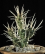 Тефрокактус Книжен кактус (Tephrocactus articulatus var. papyracanthus)